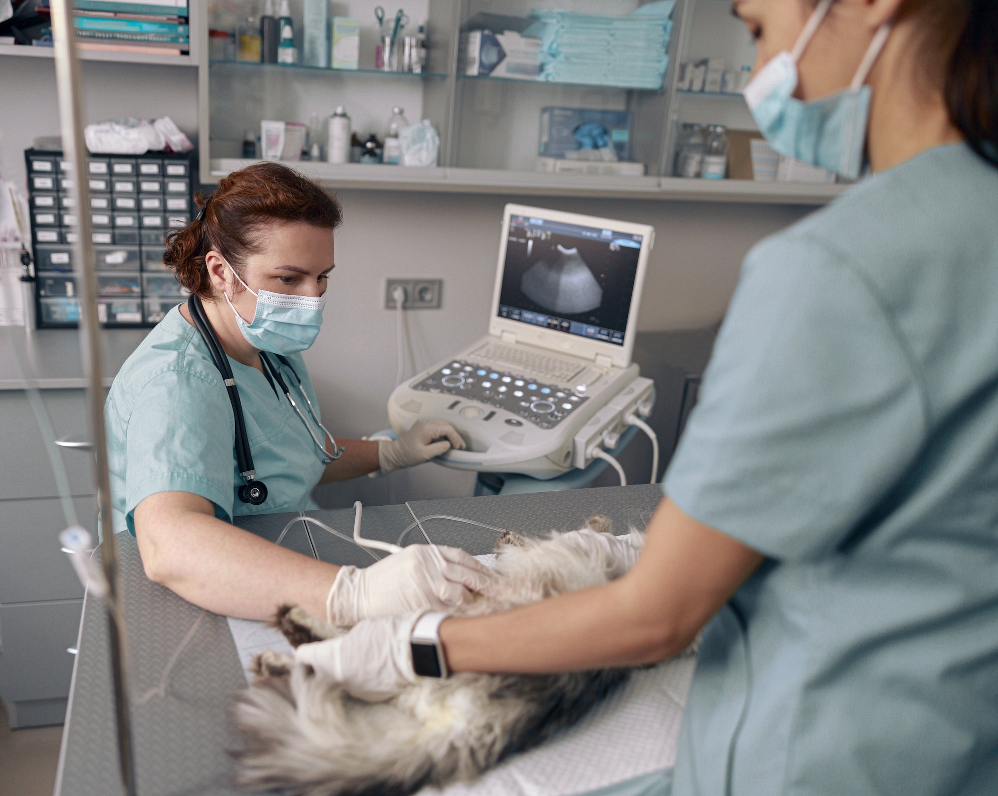Veterenarian performs ultrasonography of abdominal organs of cat with nurse in clinic